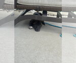 Small #3 Australian Shepherd Mix