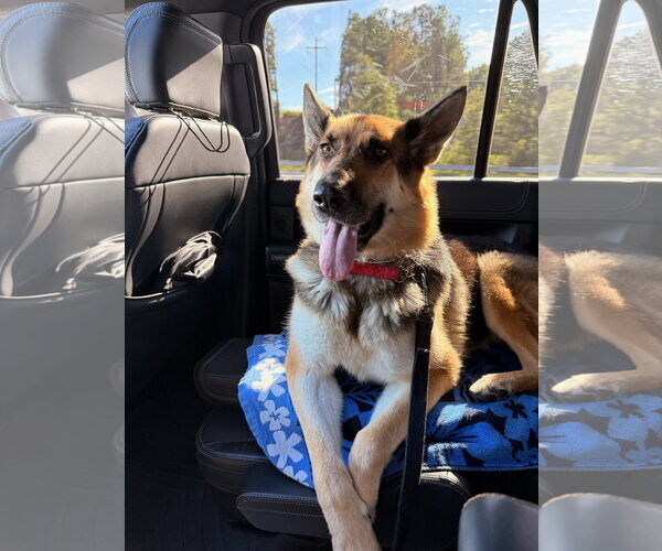 Medium Photo #1 German Shepherd Dog Puppy For Sale in La Grange , NC, USA