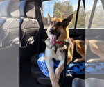 Small German Shepherd Dog