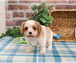 Small #2 Cavalier King Charles Spaniel