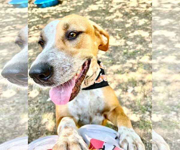 Medium Photo #3 Catahoula Leopard Dog-Unknown Mix Puppy For Sale in Godley, TX, USA
