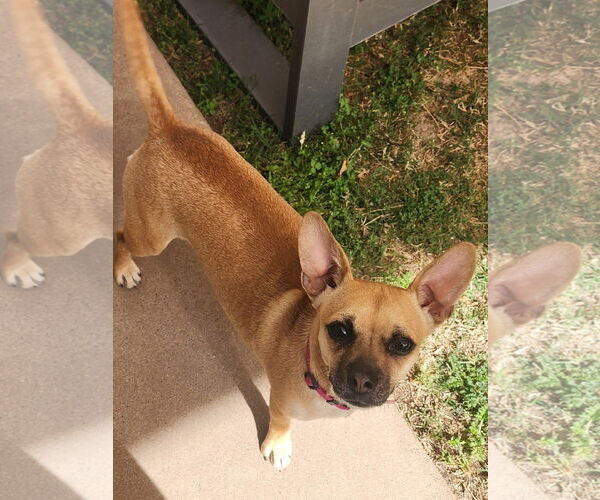 Medium Photo #2 Chiweenie Puppy For Sale in Chandler, AZ, USA