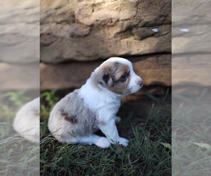 Miniature Australian Shepherd Puppy for sale in PRAIRIE GROVE, AR, USA