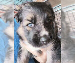 German Shepherd Dog Dogs for adoption in Kansas City, MO, USA