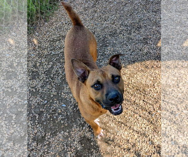 Medium Photo #5 Mutt Puppy For Sale in Anniston, AL, USA