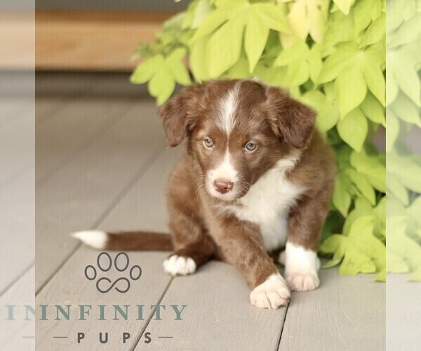 Medium Photo #2 Border Collie Puppy For Sale in QUARRYVILLE, PA, USA