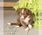 Small #1 Border Collie