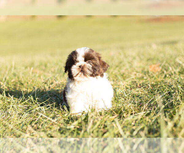 Medium Photo #3 Shih Tzu Puppy For Sale in WARSAW, IN, USA