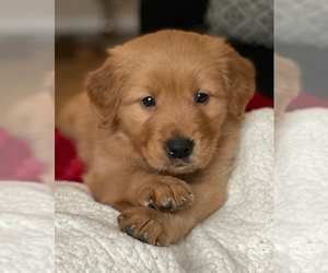 Golden Retriever Puppy for sale in GLENDALE, AZ, USA