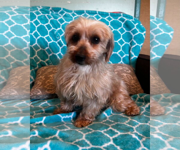 Medium Photo #6 Mutt Puppy For Sale in Pacolet, SC, USA