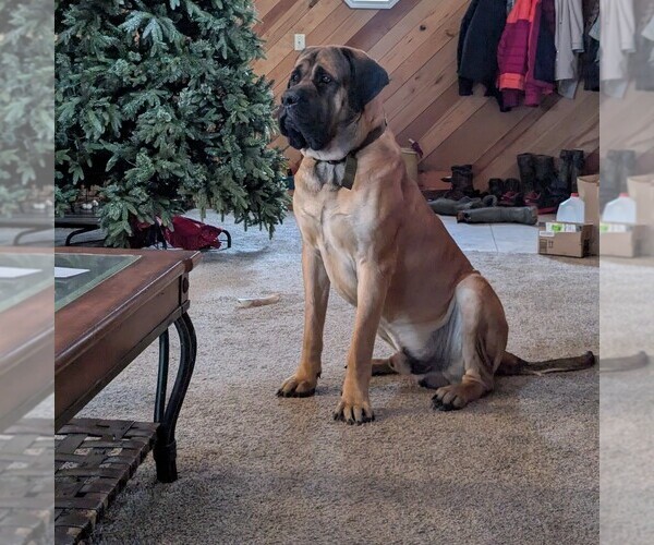 Medium Photo #1 Mastiff Puppy For Sale in CATO, NY, USA