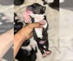 Puppy Puppy 6 Doberman Pinscher-Dogo Argentino Mix