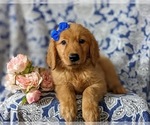 Small Photo #4 Golden Retriever Puppy For Sale in NOTTINGHAM, PA, USA