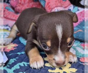 Chihuahua-Unknown Mix Dogs for adoption in San Antonio, TX, USA