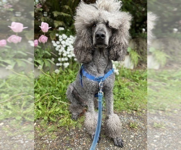 Medium Photo #1 Poodle (Standard) Puppy For Sale in SHORELINE, WA, USA