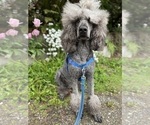 Small Photo #1 Poodle (Standard) Puppy For Sale in SHORELINE, WA, USA
