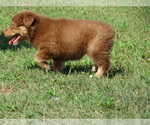 Small Photo #16 Australian Shepherd Puppy For Sale in OZARK, AR, USA