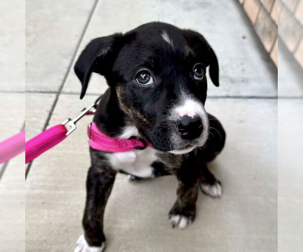 Medium Photo #2 American Staffordshire Terrier-Labrador Retriever Mix Puppy For Sale in San Juan Capistrano, CA, USA