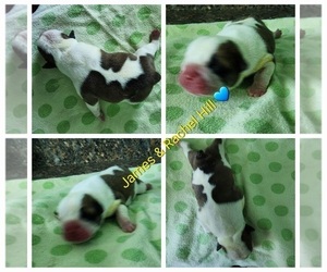 English Bulldog Puppy for Sale in GOLDSBORO, North Carolina USA