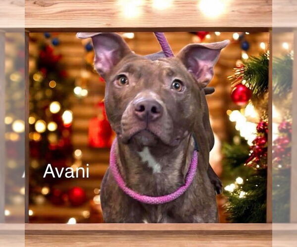 Medium Photo #3 Mutt Puppy For Sale in Oakhurst, NJ, USA