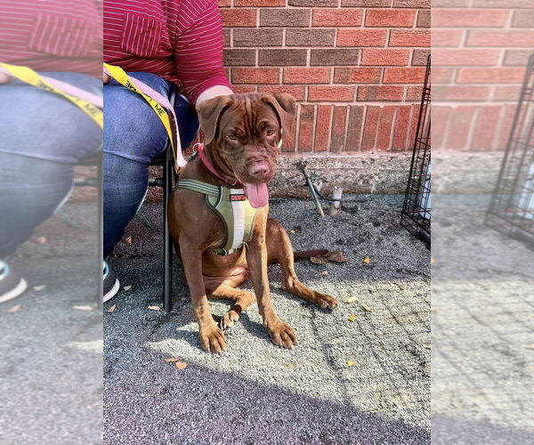Medium Photo #3 Boxer-Unknown Mix Puppy For Sale in New York, NY, USA