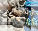 Small Photo #13 Dachshund Puppy For Sale in LAKEBAY, WA, USA