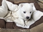 Small Photo #7 Pomsky Puppy For Sale in ARTHUR, IL, USA