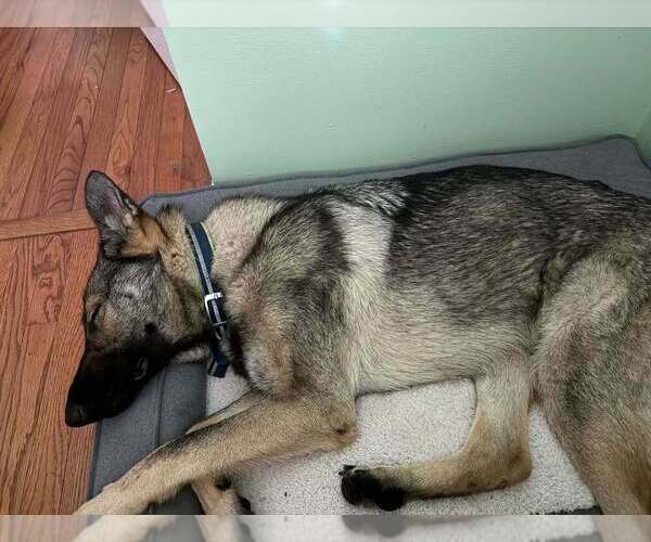 Medium Photo #2 German Shepherd Dog Puppy For Sale in Aurora, IN, USA
