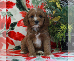 Small Photo #4 Cavapoo Puppy For Sale in PARKESBURG, PA, USA