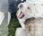 Small Photo #15 Maltipom Puppy For Sale in MIRA LOMA, CA, USA