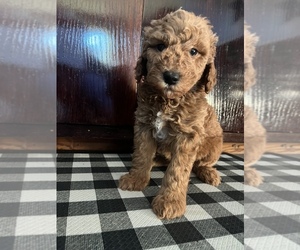 Miniature Labradoodle Puppy for sale in ISLE, MN, USA
