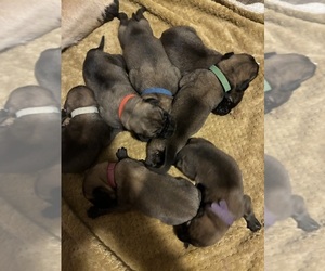 Mastiff Litter for sale in SEARCY, AR, USA