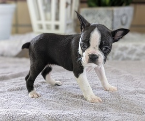 Medium Boston Terrier