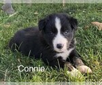 Puppy 3 Border Collie-Miniature Australian Shepherd Mix