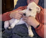 Small #1 Mutt