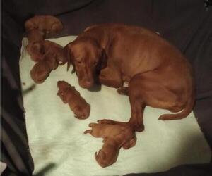 Mother of the Vizsla puppies born on 11/22/2023