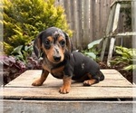 Small #3 Dachshund