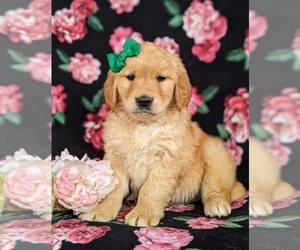 Golden Retriever Puppy for sale in OXFORD, PA, USA