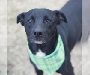 Mutt Dogs for adoption in San Antonio, TX, USA