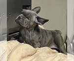 Small Photo #60 French Bulldog Puppy For Sale in MEMPHIS, TN, USA