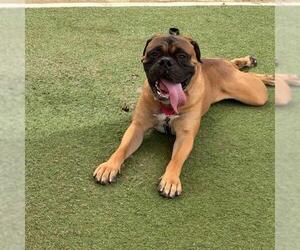 Mastiff-Unknown Mix Dogs for adoption in Las Vegas, NV, USA