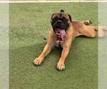Small Mastiff Mix
