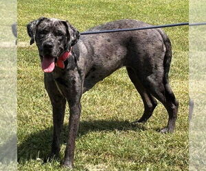 Great Dane-Unknown Mix Dogs for adoption in Rustburg, VA, USA