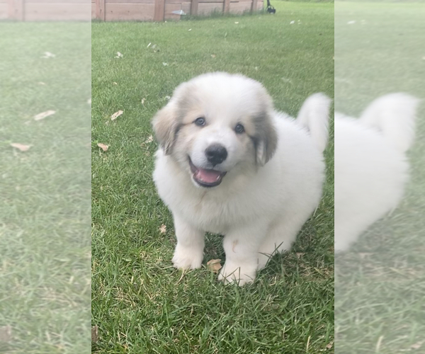 Medium Photo #3 Great Pyrenees Puppy For Sale in DE PERE, WI, USA