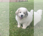 Small Photo #3 Great Pyrenees Puppy For Sale in DE PERE, WI, USA
