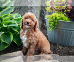 Small #3 Poodle (Miniature)