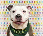 Small #1 American Pit Bull Terrier Mix