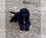 Small Photo #2 Goldendoodle Puppy For Sale in DUFF, TN, USA