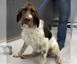 Small #1 German Wirehaired Pointer Mix