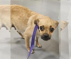 Pug-Unknown Mix Dogs for adoption in Riverside, CA, USA